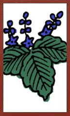 만화 하나후다 Hanafuda Deck Design by Suryong — sample card 2