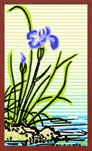 Collectible Hanafuda Hanafuda Deck Design by Suryong — sample 2 Collectible Hanafuda Hanafuda Deck Design by Suryong — sample card 2