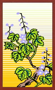 هانافودا للجمع Hanafuda Deck Design by سوريونغ — sample 2 هانافودا للجمع Hanafuda Deck Design by سوريونغ — sample card 2