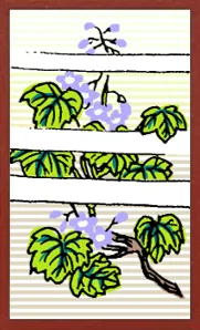 수집용 하나후다 Hanafuda Deck Design by 수령 — sample card 4