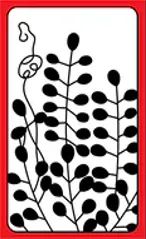 Hwatu coreano Hanafuda Deck Design by Tradicional — sample 1 Hwatu coreano Hanafuda Deck Design by Tradicional — sample card 1