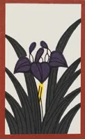 May Iris plain Hanafuda card
