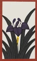 Iris chaff